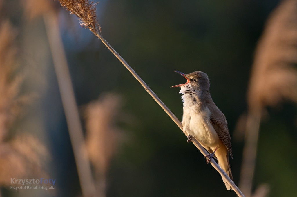 Ptak śpiewający w trzcinie - Trzciniak