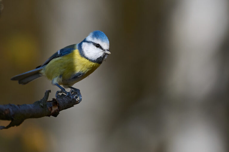 Modraszka, mały wielki ptasior :-)