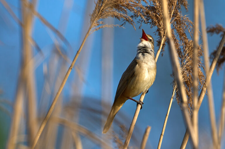 Ptak śpiewający w trzcinie – Trzciniak